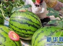 凉山吃瓜爆料视频最新消息,最新视频揭露惊人内幕